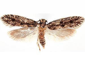 Niditinea orleansella