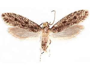 Niditinea orleansella