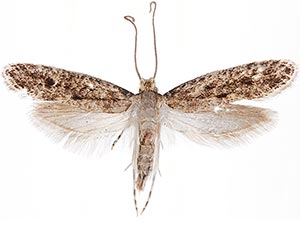 Niditinea orleansella