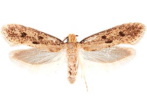 Niditinea sabroskyi