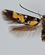 Chrysoclista lathamella