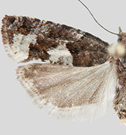 Epinotia indecorana