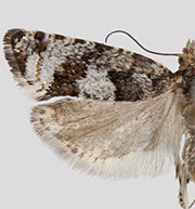 Epinotia indecorana