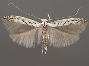 Lyonetia pulverulentella