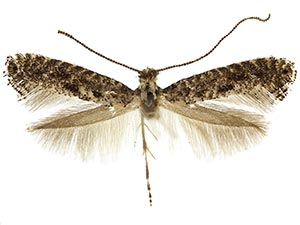 Parornix betulae