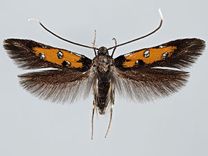 Chrysoclista linneella