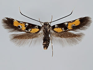 Chrysoclista lathamella