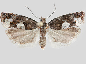 Epinotia indecorana