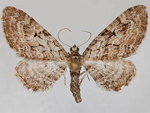 Eupithecia pusillata