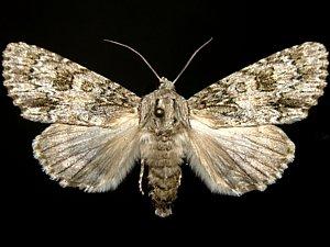 Acronicta rubricoma