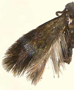 Stigmella quercipulchella