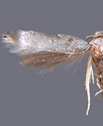 Pseudopostega albogaleriella