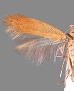 Coptotriche zelleriella