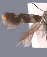 Antispila nysaefoliella