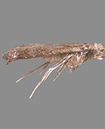 Xystrologa grenadella