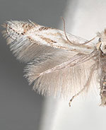 Bucculatrix fusicola