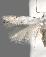 Bucculatrix thurberiella