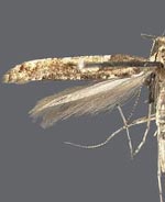 Caloptilia alnivorella