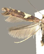 Caloptilia bimaculatella