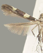 Caloptilia cornusella