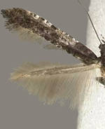 Caloptilia ostryaeella