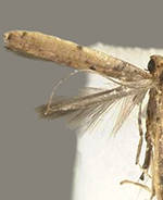 Caloptilia perseae