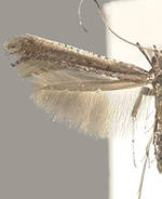 Caloptilia rhoifoliella