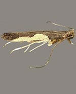 Caloptilia stigmatella