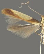 Caloptilia superbifrontella