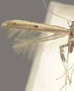 Caloptilia violacella