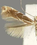 Cremastobombycia solidaginis