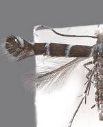 Porphyrosela desmodiella