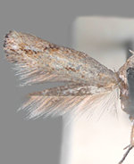 Elachista calusella