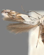 Mompha bottimeri