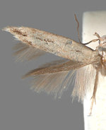 Mompha brevivittella