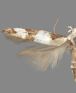 Mompha definitella