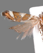 Aristotelia monilella