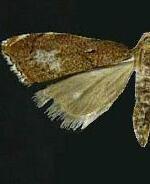 Microcausta flavipunctalis