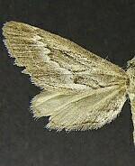 Glaucina nephos