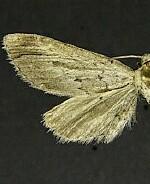 Glaucina imperdata