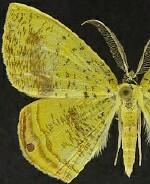 Phrygionis auriferaria