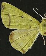 Numia terebintharia