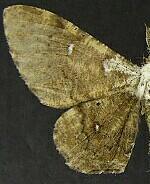 Thyrinteina arnobia