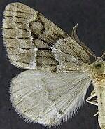 Nepytia lagunata