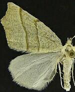 Pherne placeraria