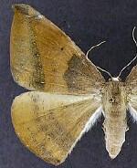 Oxydia cubana