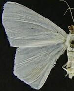 Sericoptera virginaria