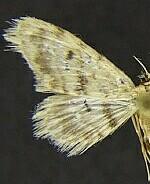 Idaea nibseata