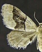 Idaea insulensis