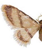 Idaea knudsonaria